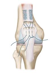Soft Tissue Orthopaedic Procedures
